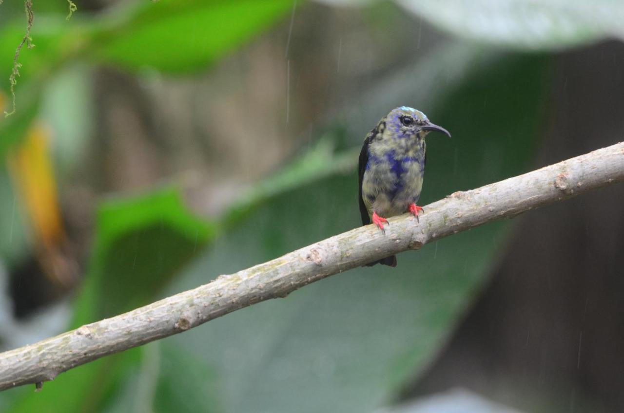 La Tigra Birds & Breakfast Costa Rica住宿加早餐旅馆 外观 照片