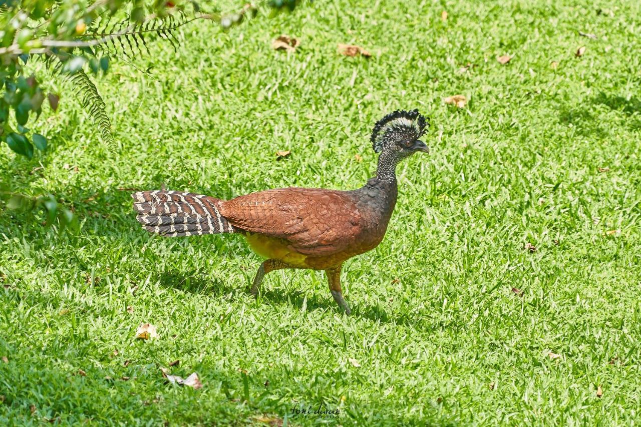 La Tigra Birds & Breakfast Costa Rica住宿加早餐旅馆 外观 照片